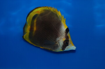 Flavirostris Butterfly (Yellow Nose or Black Butterflyfish) - Chaetodon flavirostris