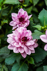 Creme de cassis dahlia plant with many blooms in an outdoor garden space.