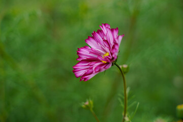 Obraz premium Beautiful white with pink edges cosmos flower. Floral, bokeh background. 