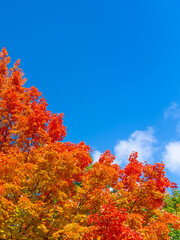 Colorful autumn maple trees with the blue sky and white cloud background. Text space