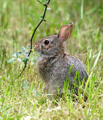 Cottontail Rabbit in Nasketucket Bay State Reserve, Mattapoisett, Massachusetts 