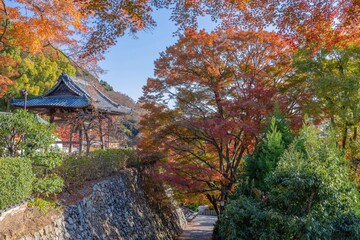 青空バックに見るちょうど見頃のカラフルな紅葉に囲まれたお寺の情景