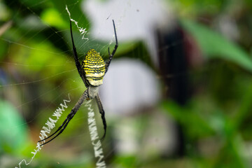 
Multi-coloured Saint Andrew’s Cross Spider
Argiope versicolor