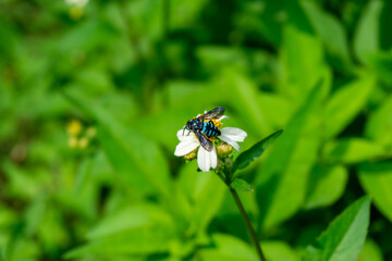 a blue carpenter bee on flower