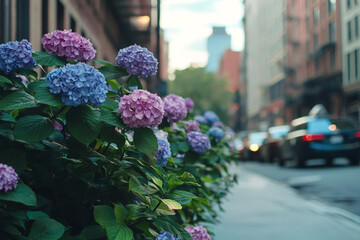 Beautiful hydrangea bushes blooming