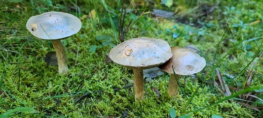 mushroom in the forest