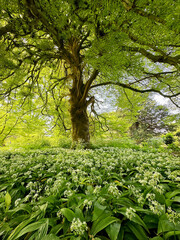 Beautiful green tree and wild garlic flowers growing in botanical garden