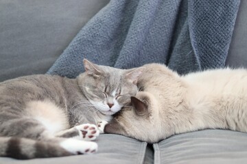 ソファでくっついて眠る2匹の猫