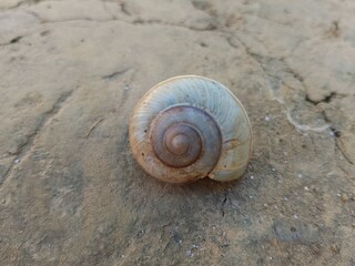 snail shell in the wild