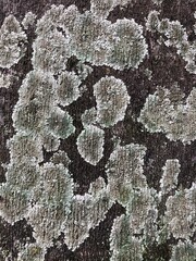 rounded lichen on tree bark, hybrid colony of algae or cyanobacteria living symbiotically among filaments of multiple fungi species, along with a yeast embedded in the cortex  
