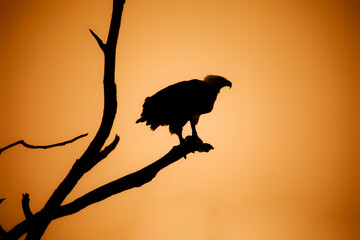 silhouette of a bird