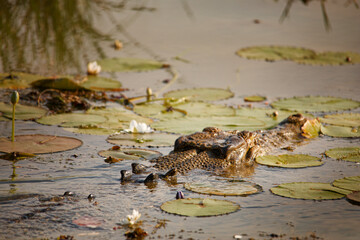 Crocodile lurking in the lily pads