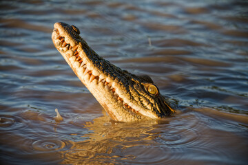 crocodile in the water