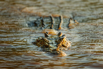 Crocodile lurking on the surface of the water