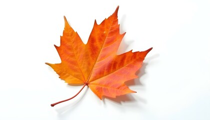 Obraz premium maple leaf isolated on white