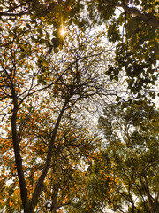 autumn leaves in the sun