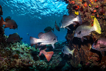 Fish swim through a coral archway on Lady Elliot Island, showcasing the thriving marine life of the Great Barrier Reef.