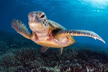 Fototapete bei efototapeten.de bestellen   