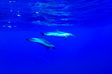 Pantropical spotted dolphins glide gracefully through the deep blue Hawaiian waters