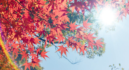 秋の山林の背景　濃い赤と黄色とオレンジに色づいた美しい紅葉の木々の葉と日の光の木漏れ日のレンズフレアとゴースト　楓・モミジ・アウトドア・行楽・旅行