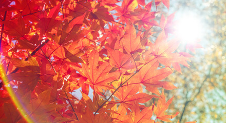 秋の山林の背景　濃い赤と黄色とオレンジに色づいた美しい紅葉の木々の葉と日の光の木漏れ日のレンズフレアとゴースト　楓・モミジ・アウトドア・行楽・旅行