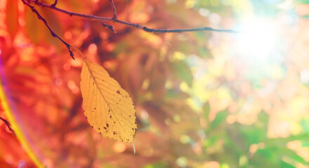 Obraz premium 秋の山林の背景 濃い赤と黄色とオレンジに色づいた美しい紅葉の木々の葉と日の光の木漏れ日のレンズフレアとゴースト 楓・モミジ・アウトドア・行楽・旅行