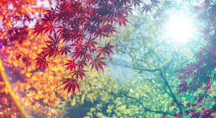 秋の山林の背景　濃い赤と黄色とオレンジに色づいた美しい紅葉の木々の葉と日の光の木漏れ日のレンズフレアとゴースト　楓・モミジ・アウトドア・行楽・旅行