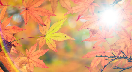 秋の山林の背景　濃い赤と黄色とオレンジに色づいた美しい紅葉の木々の葉と日の光の木漏れ日のレンズフレアとゴースト　楓・モミジ・アウトドア・行楽・旅行