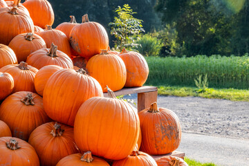 Lots and lots of stacked, freshly picked, classic halloween pumpkins. These pumpkins will soon be on the market stalls and will probably turn into lanterns.