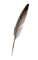Brown feather isolated on white background
