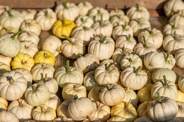 Lots and lots of stacked, freshly picked, classic halloween pumpkins. These pumpkins will soon be on the market stalls and will probably turn into lanterns.