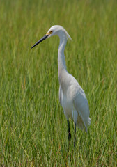 Naklejka premium Snowy Egret in Wylde Reserve, Dartmouth, Massachusetts 