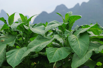 Obraz premium Green tobacco leaf plan grow at field