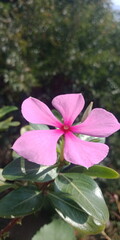Beauty of the Madagascar Periwinkle in Bloom