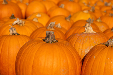 Lots and lots of stacked, freshly picked, classic halloween pumpkins. These pumpkins will soon be on the market stalls and will probably turn into lanterns.