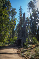 Iconic Dead Giant Tunnel Tree in Yosemite's Tuolumne Grove, an ancient sequoia with carved passage, showcasing nature's grandeur and human interaction with these majestic giants.