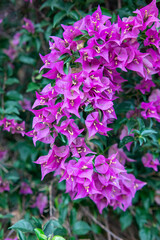 Fresh Bougainvillea flowers are purple