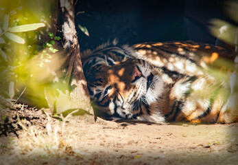 Sleepy Tiger