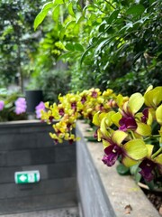 Beautiful Flowers at Jewel Changi Airport Singapore