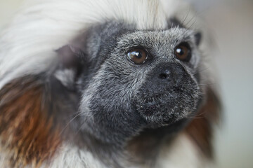 lose up of a Tamarin
