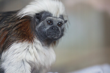 Cotton-top Tamarin