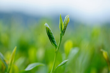 Green tea plants in spring mountains