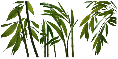 Fototapeta premium Bamboo leaf shown in different angles on a white background