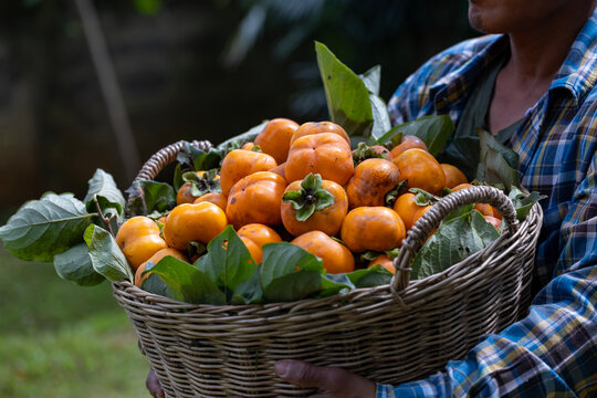 Farmer is harvesting bunch of organics persimmon during autumn season in the countryside orchard for fruit picking and homegrown produce and food foraging in rural agriculture area concept