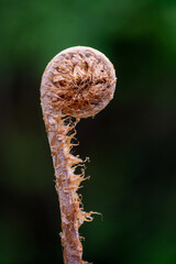 Brote de helecho