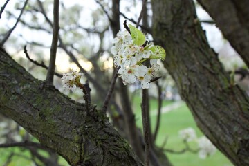 Tree Blossom Flower