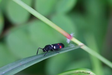 ladybird on a leaf