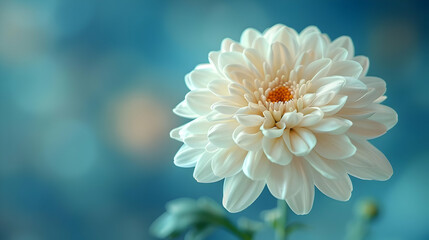 White Flower with Blue Background - Closeup Photograph