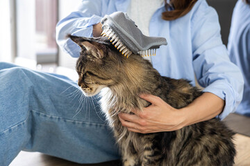 Closeup of woman combing fur Maine Coon cat with brush on the floor. Female taking care of pet