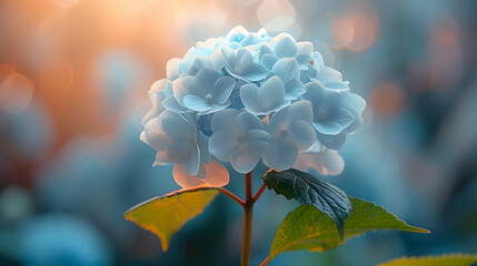 Blue Hydrangea Flower Close Up Illustration